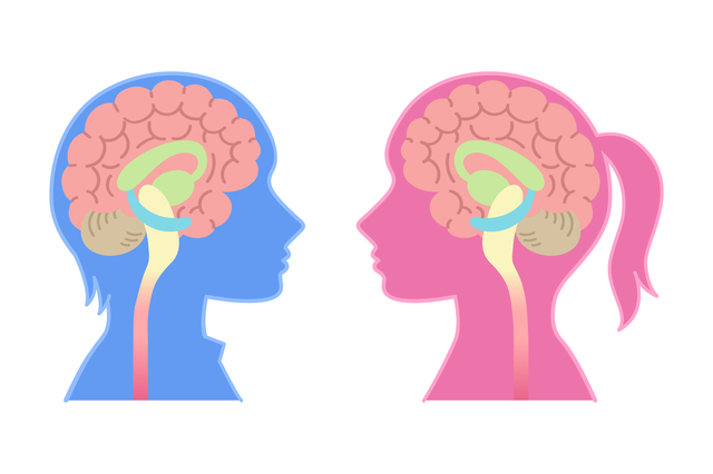 男性脳と女性脳
