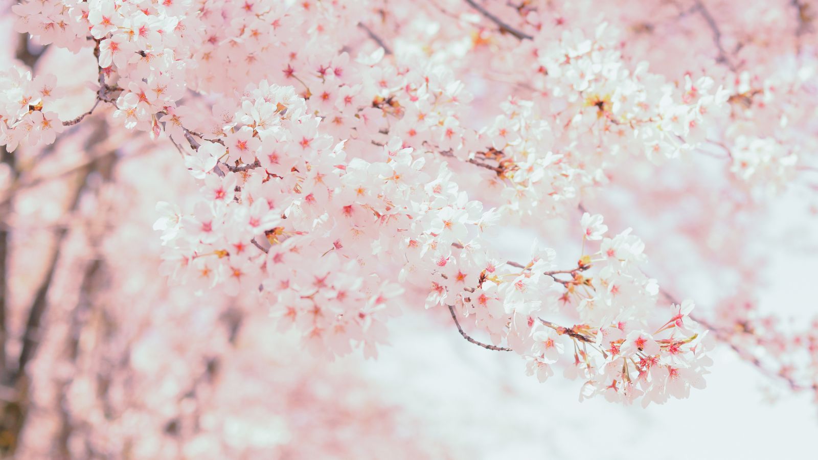 桜のスピリチュアル意味