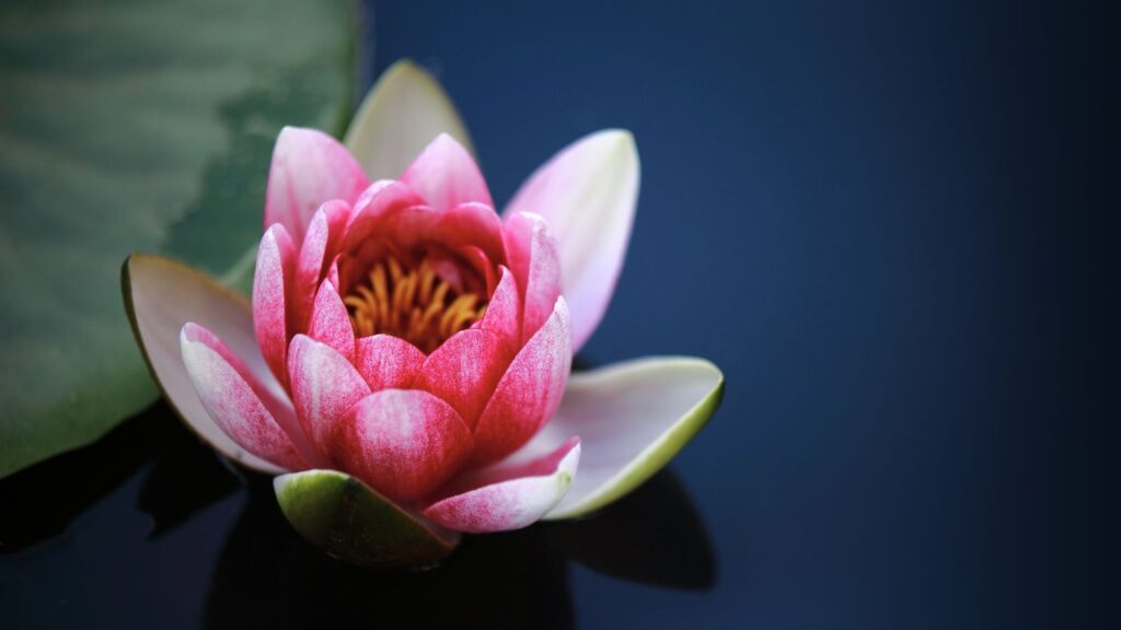 ハスの花のスピリチュアルを徹底解説！