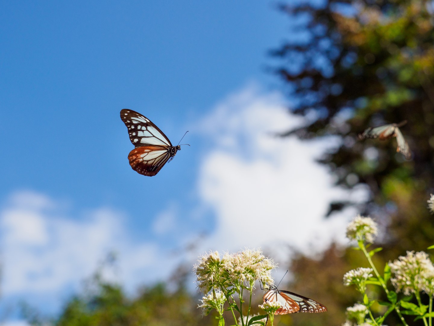 蝶が寄ってくる人のスピリチュアルな特徴・意味を解説！