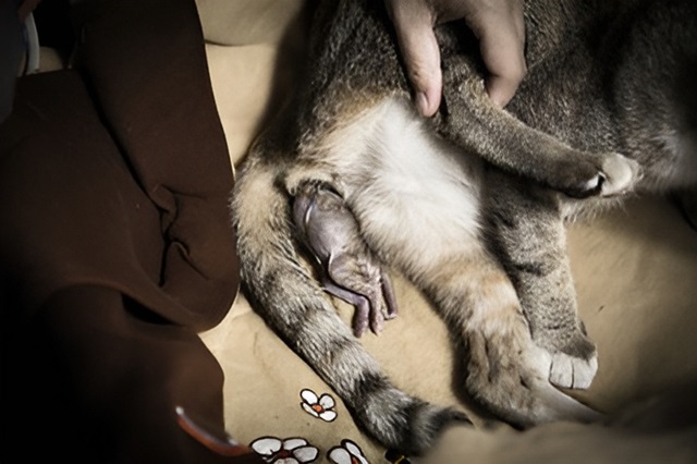 猫の出産