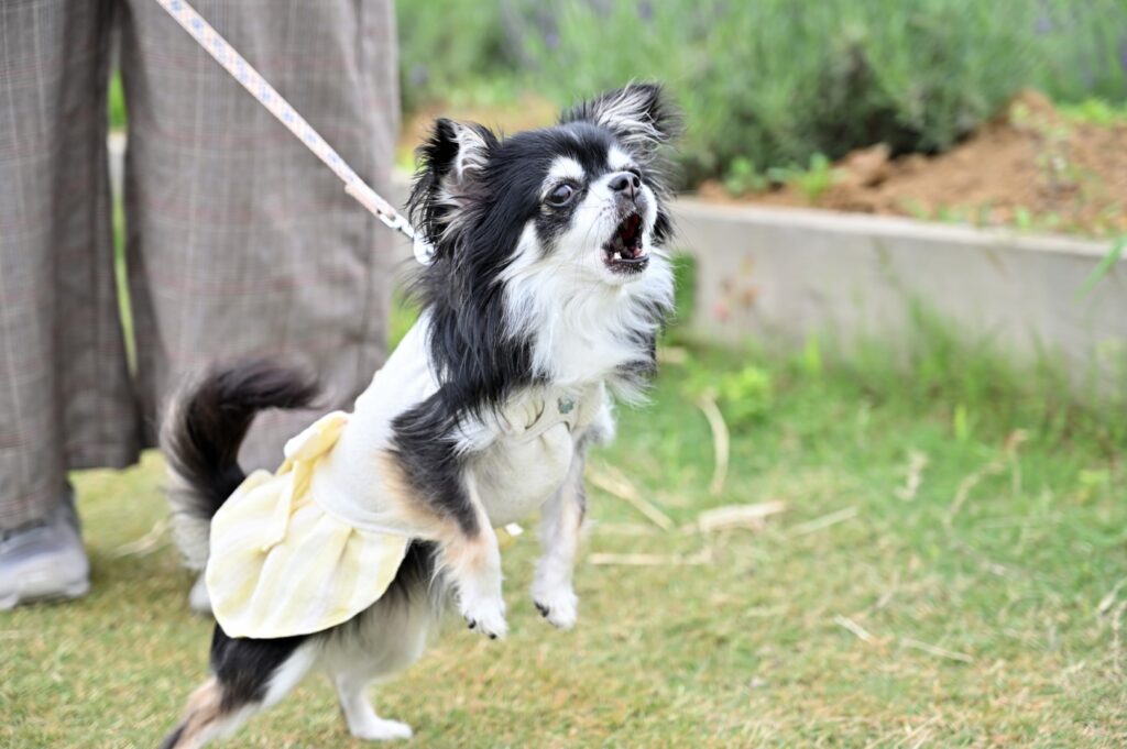 犬に吠えられる人のスピリチュアル意味や特徴!オーラや霊が見えてる?