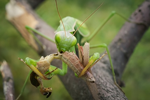 カマキリ　共食い