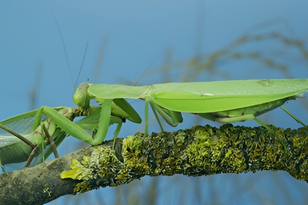 カマキリ　共食い