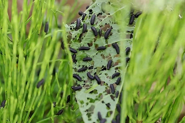 大量の虫　むし