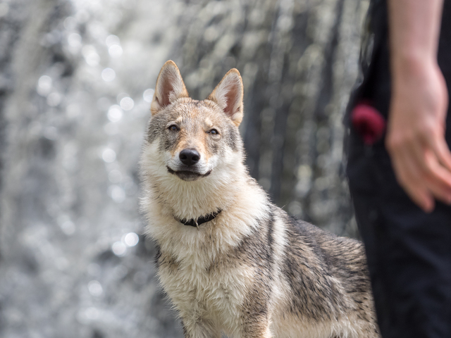 狼　おおかみ　狼犬