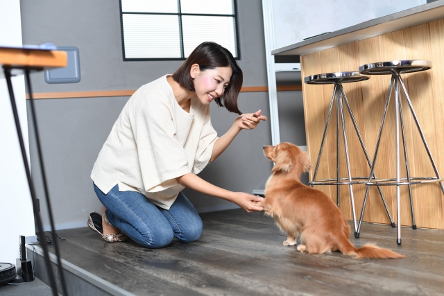 犬のしつけ