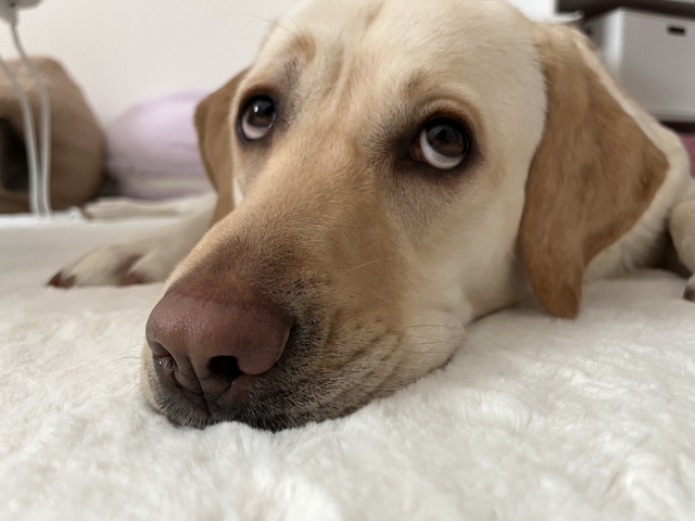 上目遣いの犬