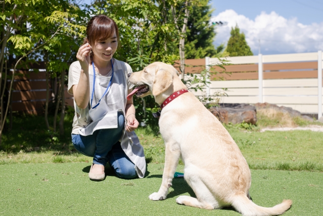 犬のしつけ