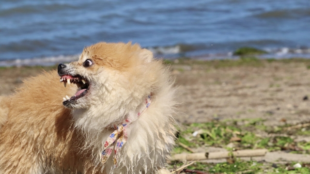 吠える犬　威嚇する犬