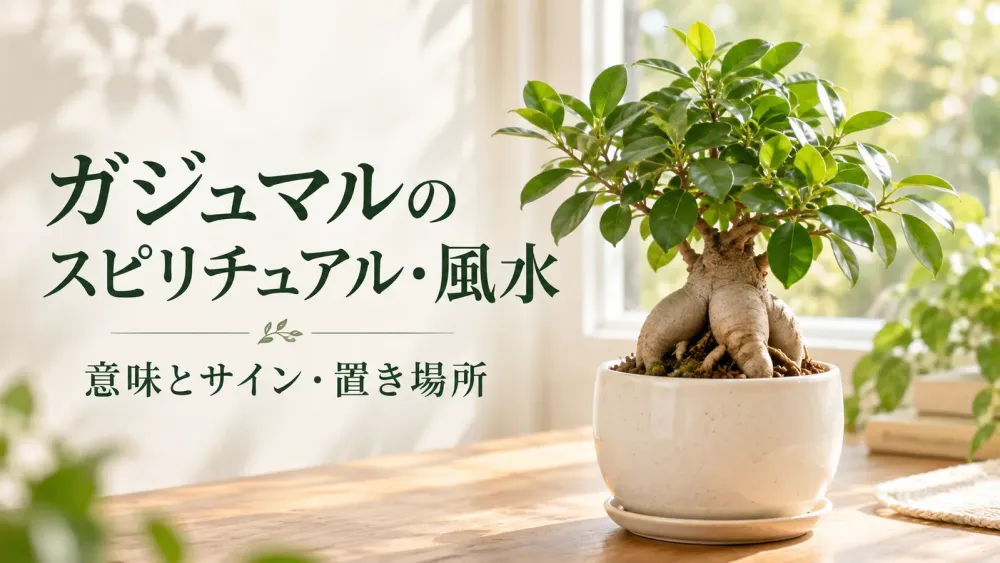 ガジュマルのスピリチュアル・風水効果を解説！